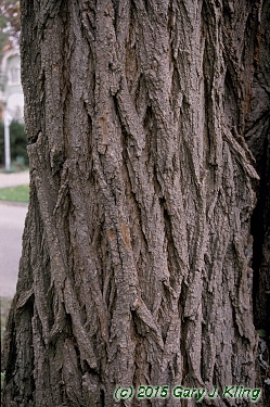 Robinia pseudoacacia