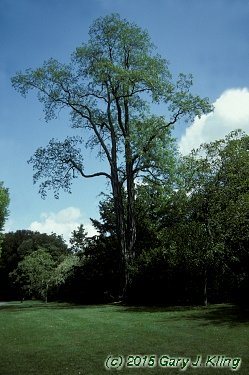 Robinia pseudoacacia