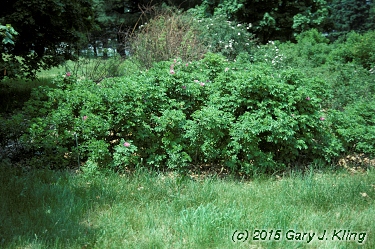 Rosa rugosa