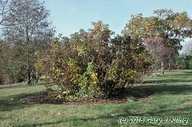 Rosa rugosa