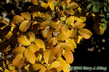 Rosa rugosa