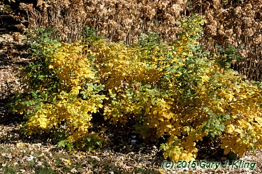Rosa rugosa