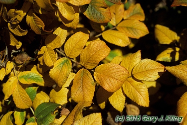 Rosa rugosa