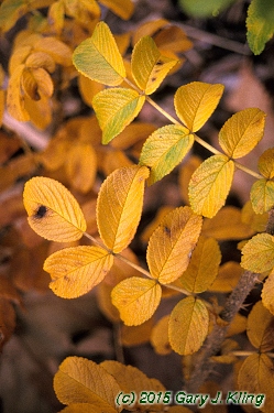 Rosa rugosa