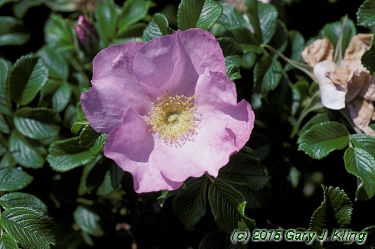 Rosa rugosa 'Fru Dagmar Hastrup'