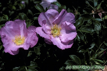 Rosa rugosa 'Fru Dagmar Hastrup'