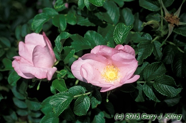 Rosa rugosa 'Fru Dagmar Hastrup'