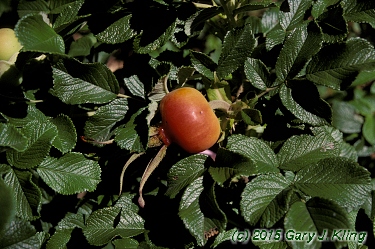 Rosa rugosa 'Fru Dagmar Hastrup'