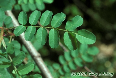 Rosa xanthina f. hugonis