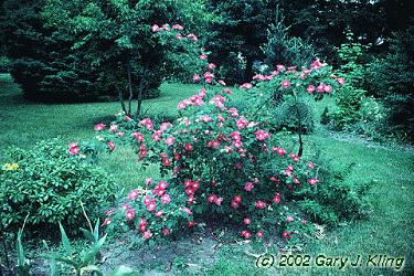 Rosa rugosa