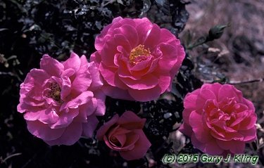 Rosa rugosa