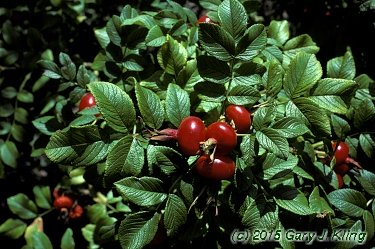 Rosa rugosa