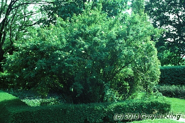 Rosa xanthina f. hugonis