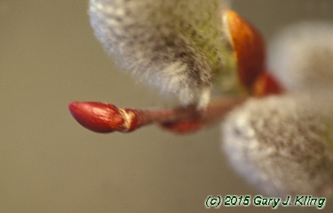 Salix caprea