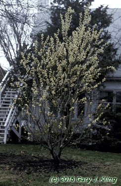 Salix caprea