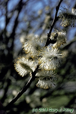 Salix caprea