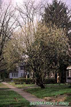 Salix caprea
