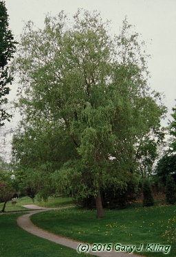 Salix matsudana 'Tortuosa'