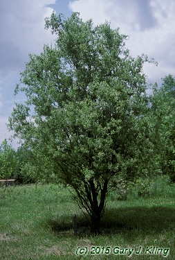 Salix matsudana 'Tortuosa'