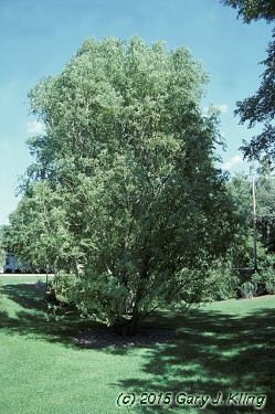 Salix matsudana 'Tortuosa'
