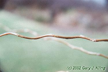 Salix matsudana 'Tortuosa'