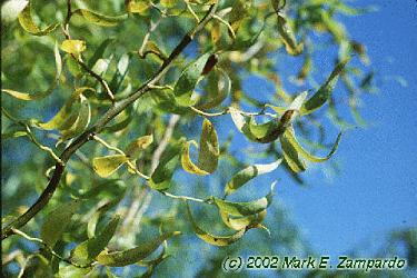 Salix matsudana 'Tortuosa'