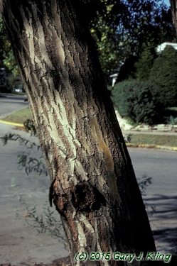 Salix matsudana 'Tortuosa'