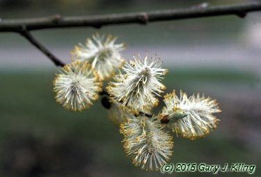 Salix caprea