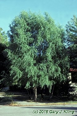 Salix matsudana 'Tortuosa'