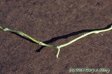 Salix matsudana 'Tortuosa'