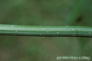 Sambucus canadensis