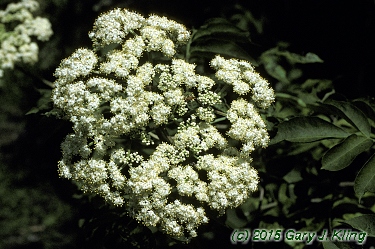 Sambucus canadensis