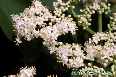 Sambucus canadensis
