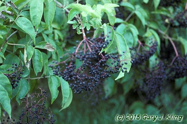 Sambucus canadensis