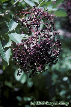 Sambucus canadensis