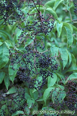 Sambucus canadensis