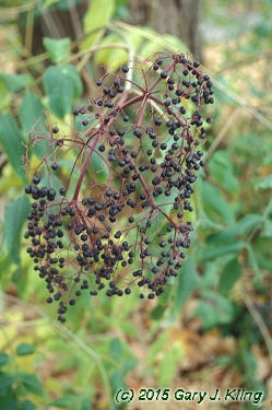 Sambucus canadensis