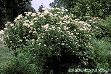 Sambucus canadensis