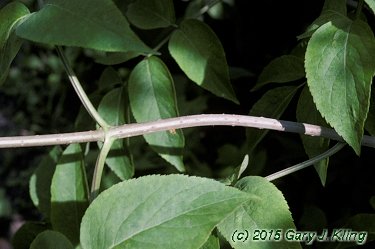 Sambucus canadensis