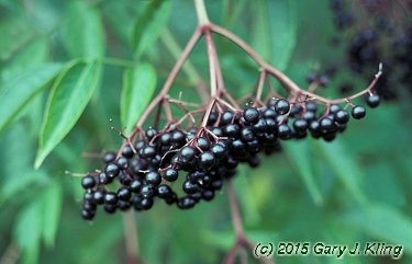 Sambucus canadensis