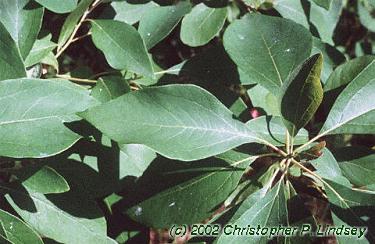 Sassafras albidum