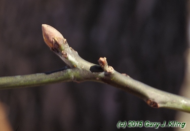 Sassafras albidum