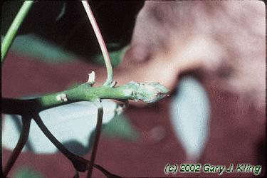 Sassafras albidum