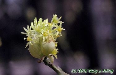 Sassafras albidum
