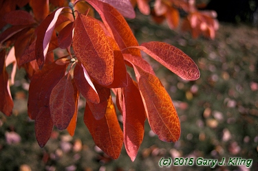 Sassafras albidum