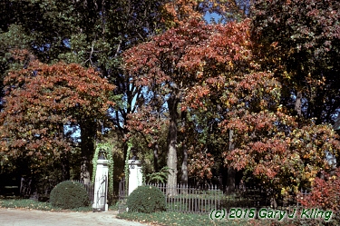Sassafras albidum