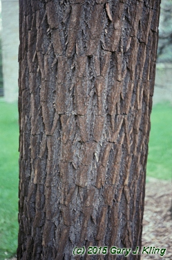 Sassafras albidum