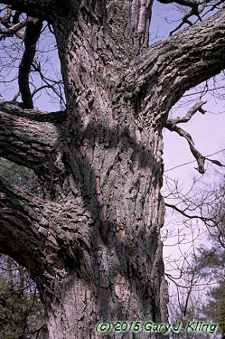 Sassafras albidum