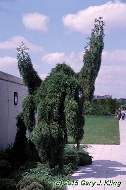 Sequoiadendron giganteum 'Pendula'