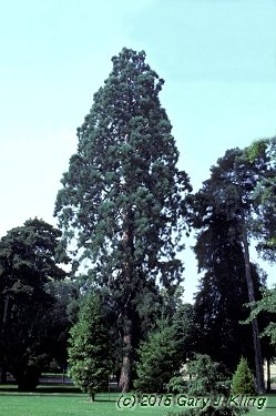 Sequoiadendron giganteum
